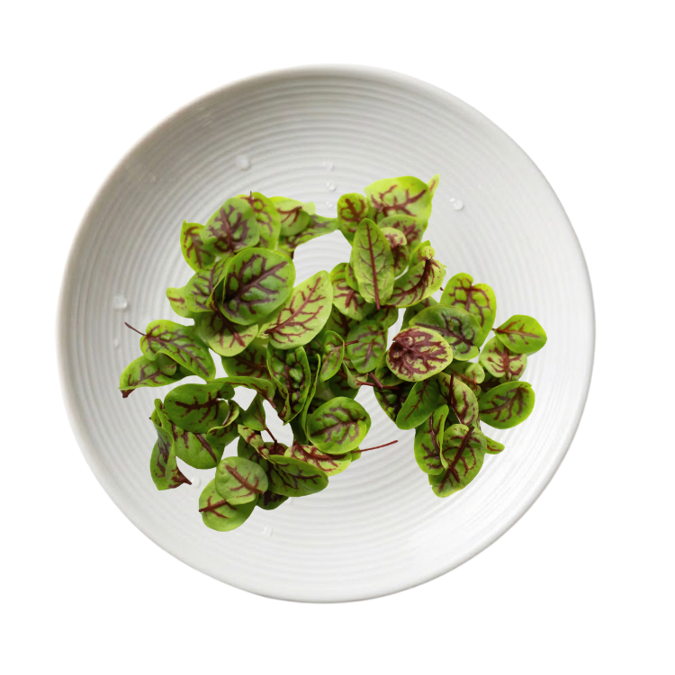 SORREL (RED VEIN)