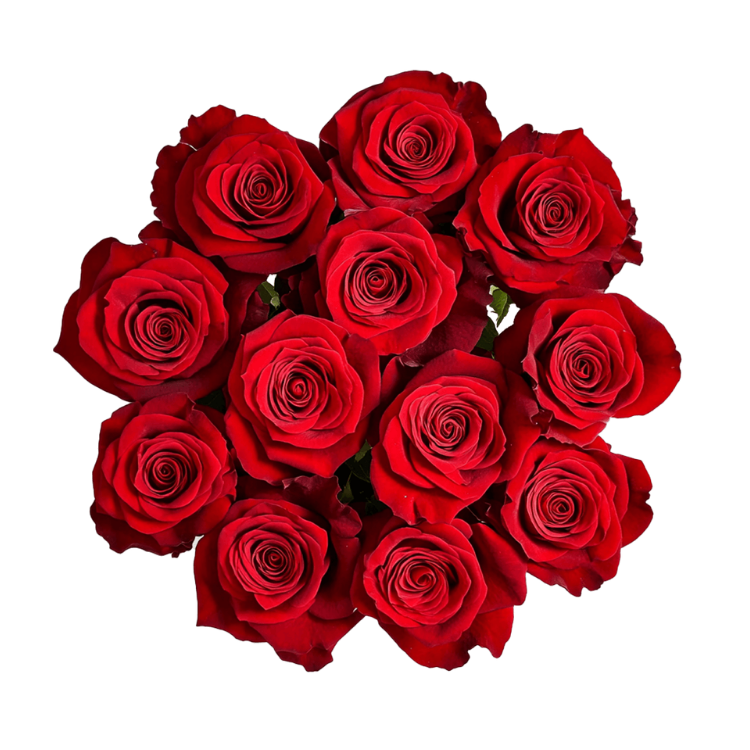 RED ROSE DOZEN