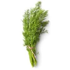DILLWEED 6 BUNCH
