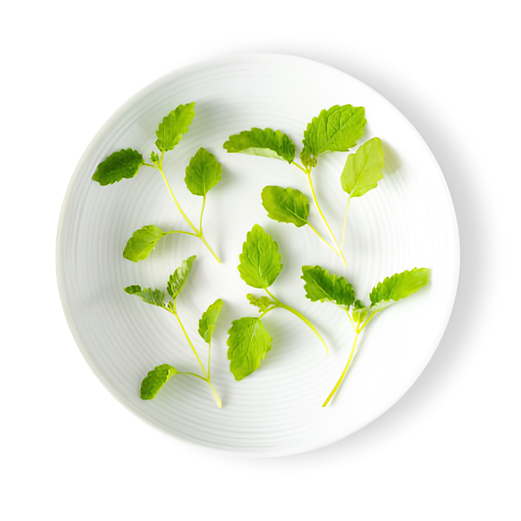 LEMON BALM