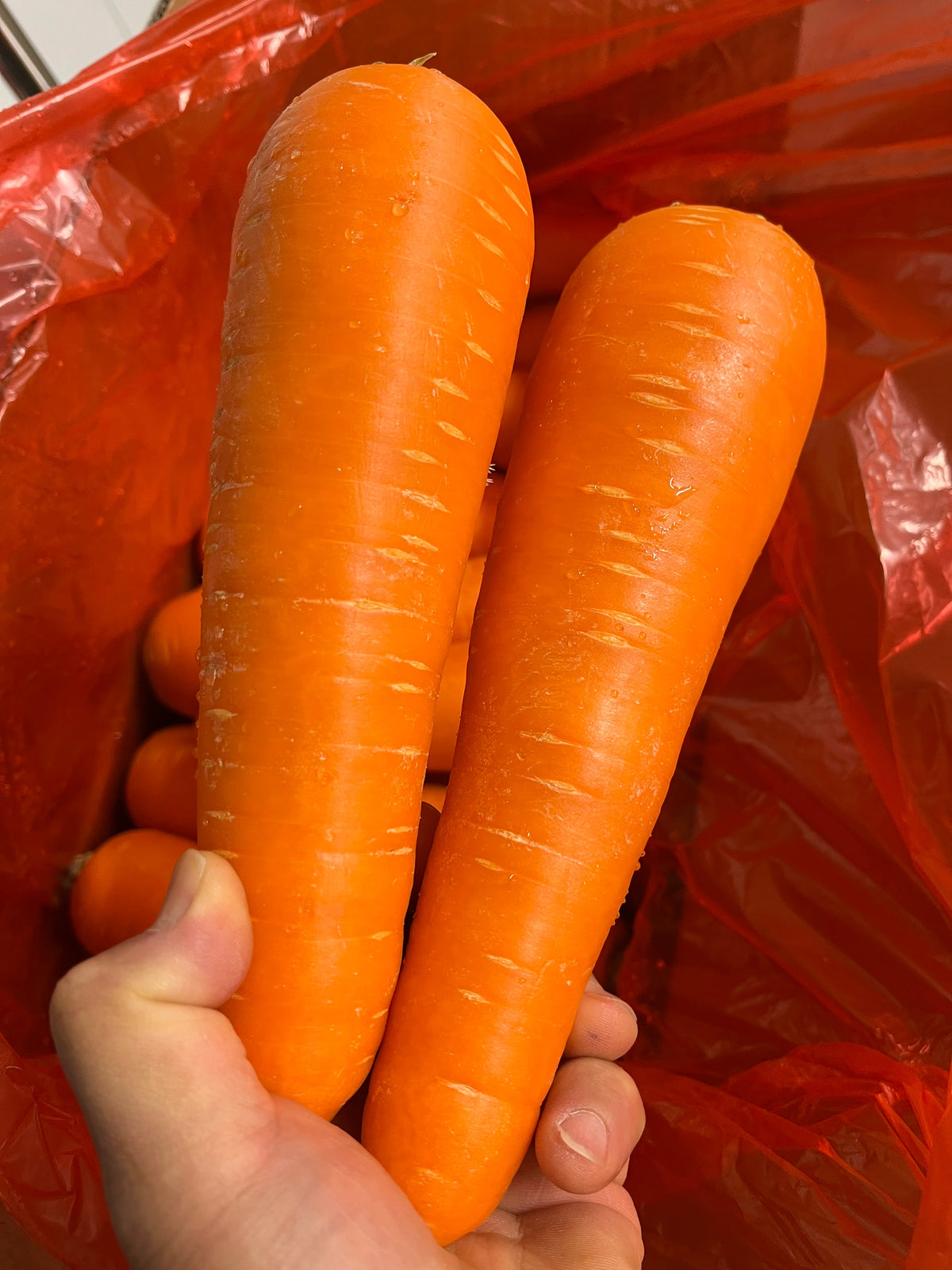 [BOX] Carrot 22LBS/10Kg