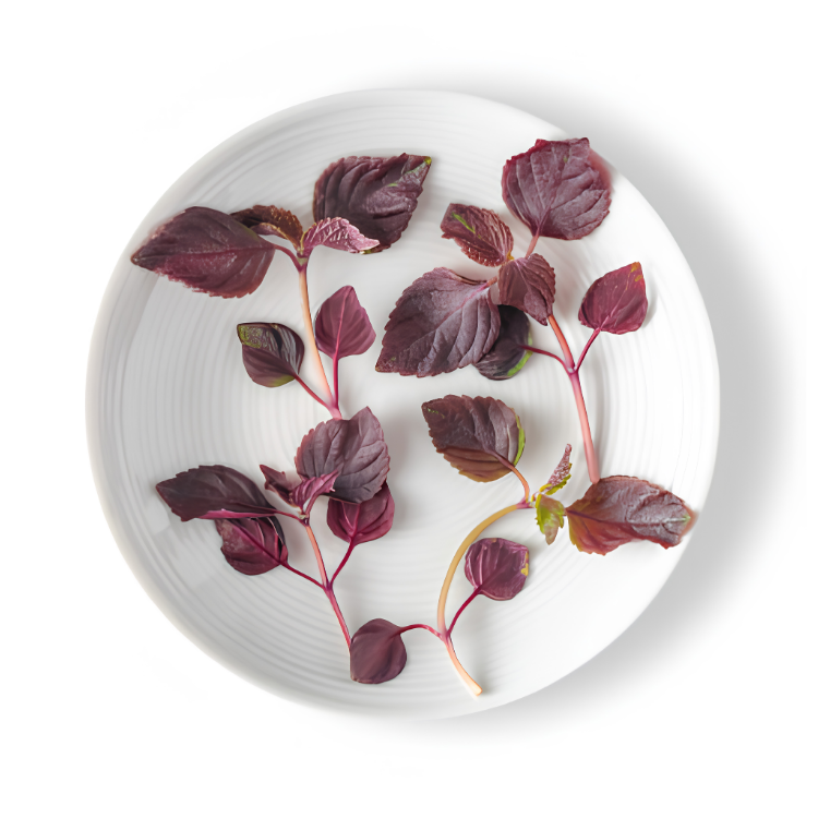 PURPLE SHISO