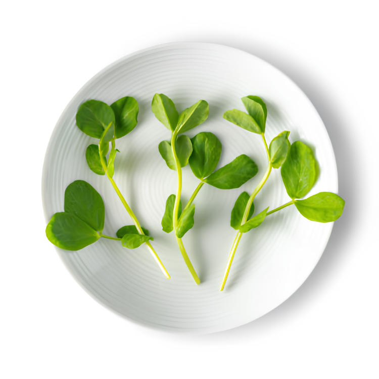 PEA MICROGREENS