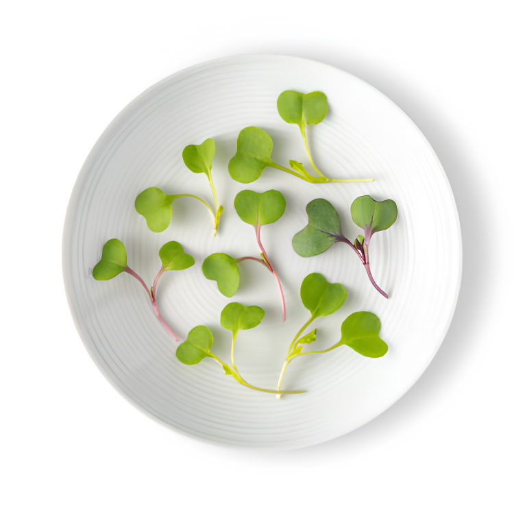 MICRO KALE