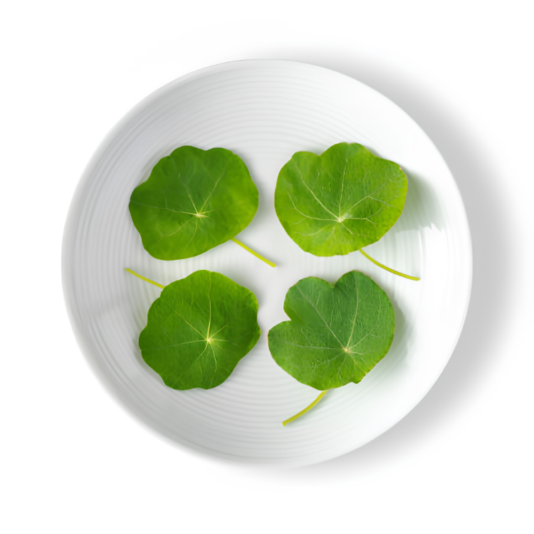 NASTURTIUM LEAF