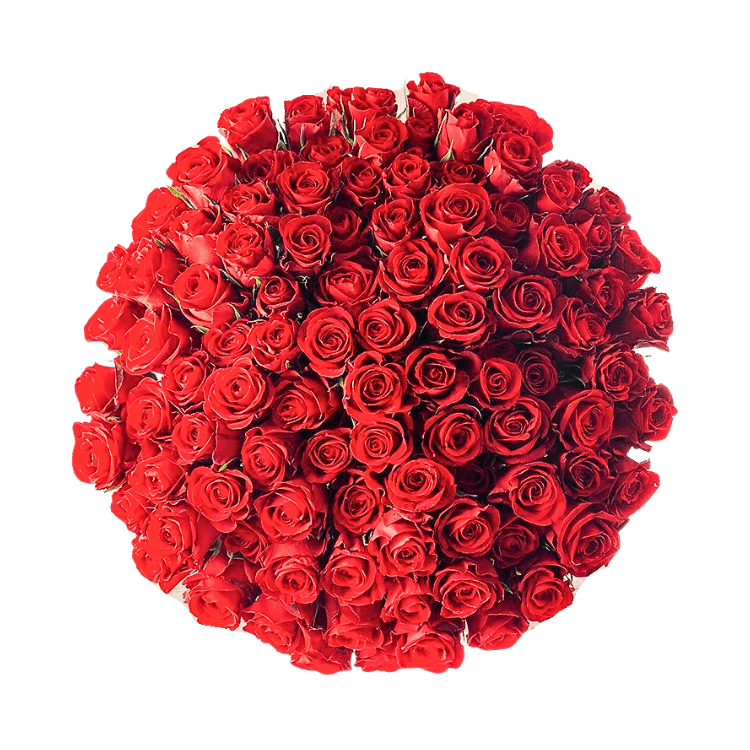 RED ROSE 100